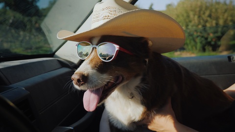 The dog travels with the owner in the car. The pet is wearing sunglasses