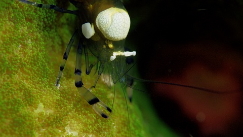 Pacific Clown Anemone Shrimp Sitting In A Green Aneone, Raja 