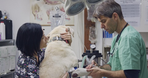 Veterinary surgery - Veterinarian checking a white dog in a pet clinic