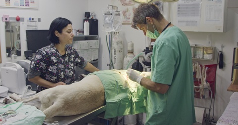 Veterinary surgery - Veterinarian operating a white dog in a pet clinic