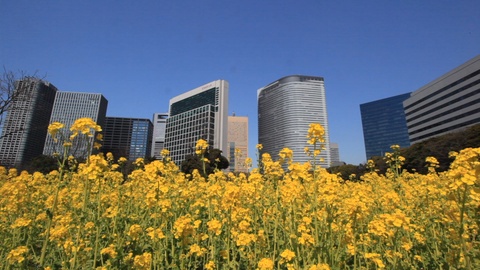 Rape Blossom and Shiodome Buildings in Hamarikyu, Tokyo, Japanの動画素材