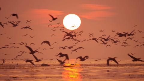 Large Flock Geese Sunrise Nature 4k Wildlife Birds Many Animals Together Sunset