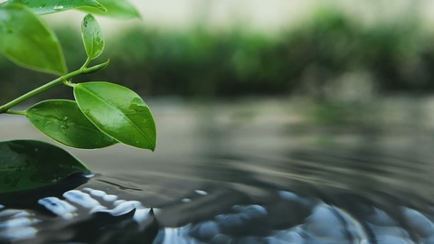 fresh green leaf with water drop over the water