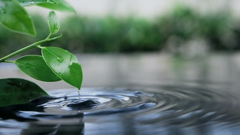 fresh green leaf with water drop over the water , nature leaf branch