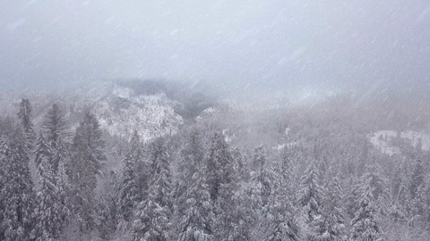 Flying through snow covered mountain forest during a blizzard