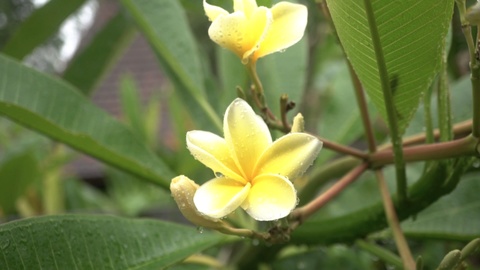 Drop falls on a yellow flower petal frangipani.