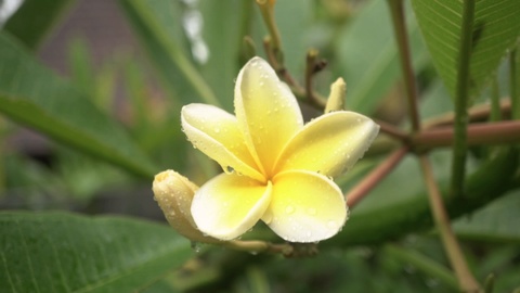 Drop falls on a yellow flower petal frangipani in Ubud.