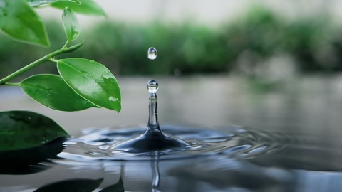 fresh green leaf with water drop over the water , nature leaf branch relaxati