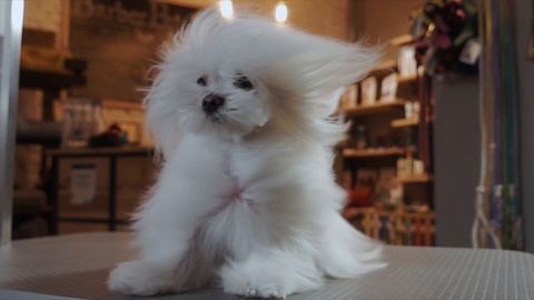 Funny white dog Maltese in the wind in front. In the pet salon