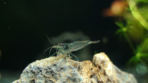 Close-up view of Freshwater Amano shrimp. Caridina multidentata.