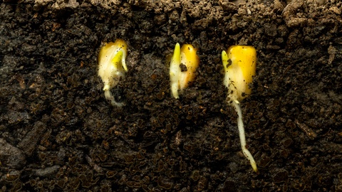 Corn growing from soil timelapse