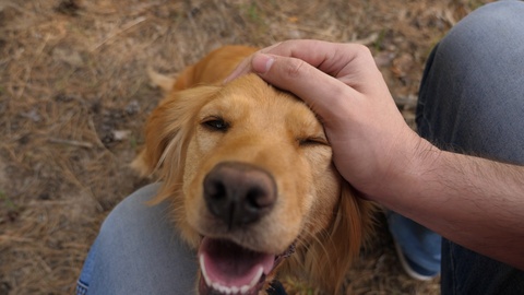 happy pet. dog is playing with the owner. funny dog smiles and shows tongue