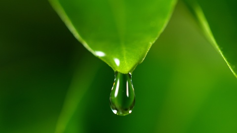 Super slow motion of falling water drop from leaf