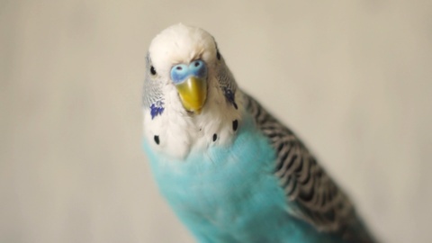 Close-up male blue budgie, pet