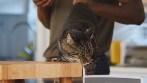 Close Up Of Man Stroking Pet Cat At Home