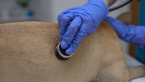 Vet therapist examining dog with stethoscope at animal clinic, pet health care