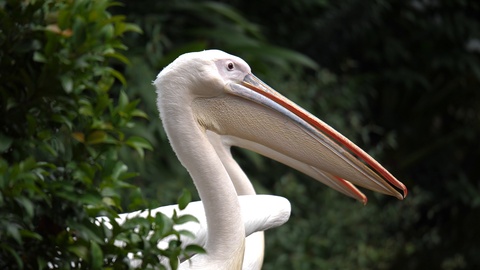 Great White Pelican Looking Around In The Jungle