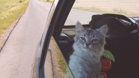 A beautiful cat is sitting on a car seat. Pet rides in a transport.