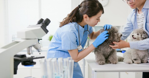 veterinarian doctor and pet dog