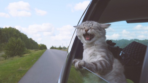 The cat says something looking out of the car window. A pet eats with its owners