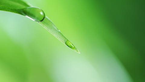 Super slow motion of falling water drop from leaf.