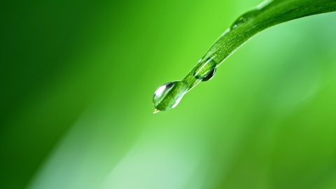 fresh green leaf with water drop, relaxation concept