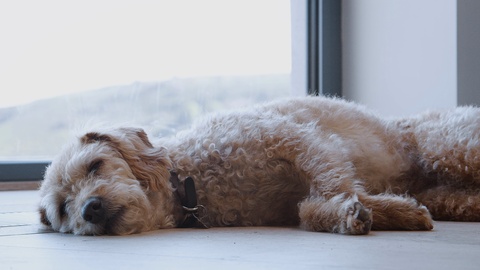 Tired Pet Dog Sleeping On Floor By Window Indoors At Home