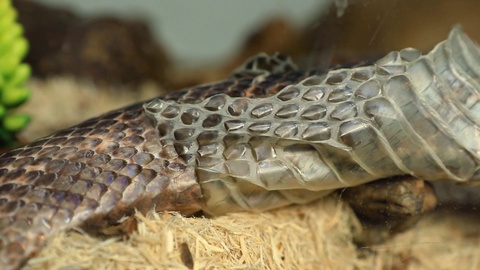 pet serpent skin shedding close up