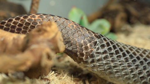 pet serpent skin shedding close up