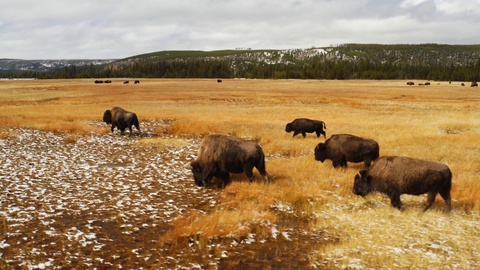 Bisons in Yellowstone National Park, aerial of Montana