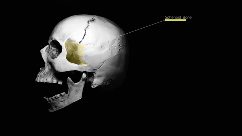 Infographic of Skull's bones on rotating skull replica