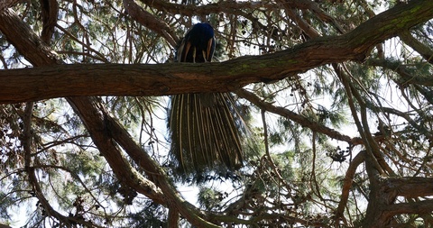 Peacocks on the tree