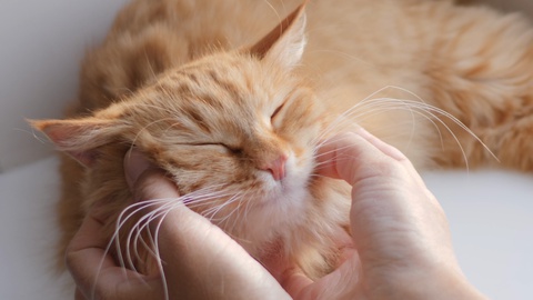 Woman is stroking cute ginger cat on windowsill. Fluffy pet purring with