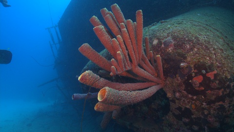 coral marine life growing on sunken underwater shipwreck