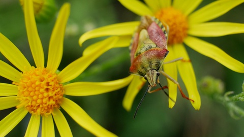 One bug sits on edge of petal of yellow flower in garden