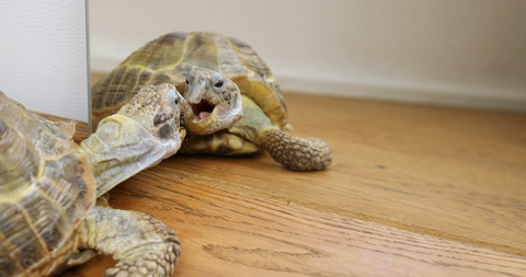 Mediterranean land turtle pet fights with its reflection in the mirror.