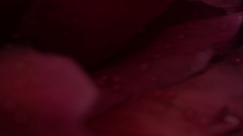 Extreme macro of a dark red flower petal, national geographic wonders