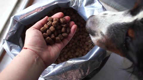 dry dog food in plastic bag and dog head, pet feed for medium dogs. Dog eat from