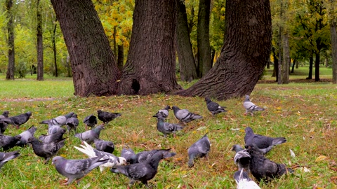 Jack Russell Terrier dog chasing pigeons near tripled tree. Pet hunting birds in