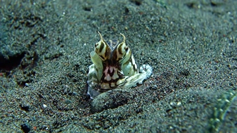 Mimic octopus hid in black volcanic sand and breathes deeply.