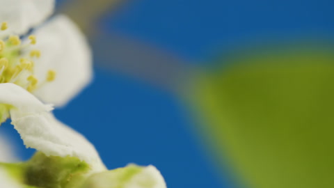 The look of the white petal flowers of the bird cherry