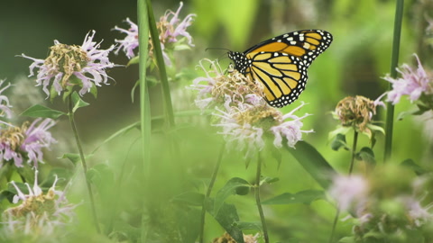 Flower Petal Stuck to Monarch Butterfly