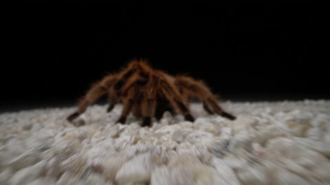 Rose Haired Pet Tarantula Macro Hairy Legs