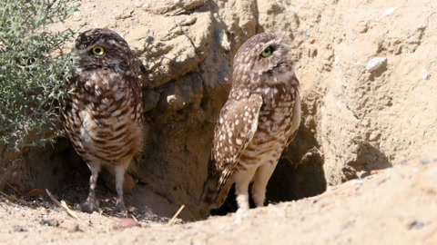 Burrowing Owl in the Desert