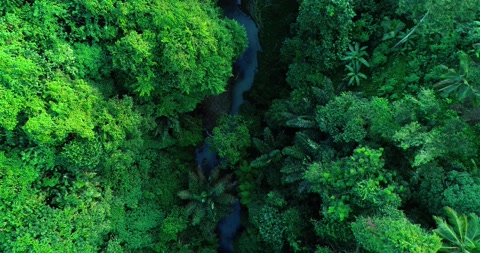 Aerial top down view river in tropical jungle green rainforest. 4K