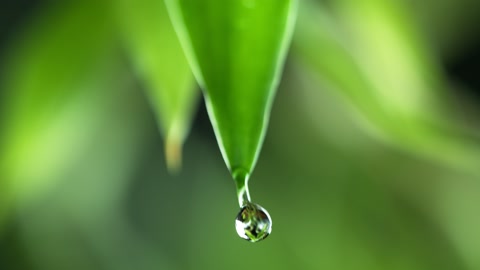 Super slow motion of falling water drop from leaf.