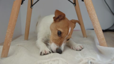 Dog chews a carpet on the floor. Damage property by pet