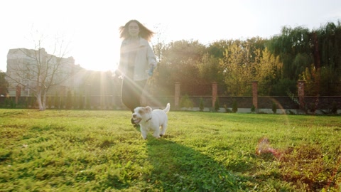 Pet Jack Russell Terrier dog happily runs with a girl on the grass in a nature