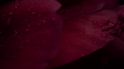 Botanical macro shot of a Peony flower petal with dew, zoom out, slow