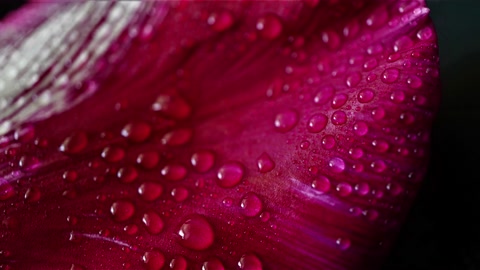 Rain drops on red rose petal